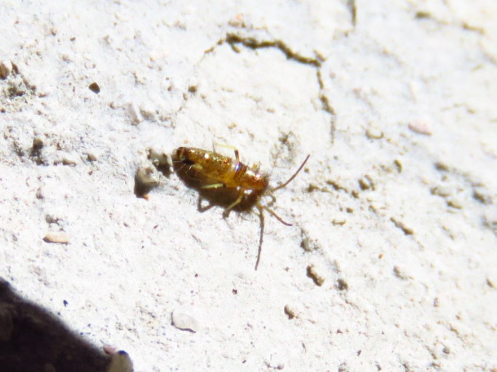 Collembola ID